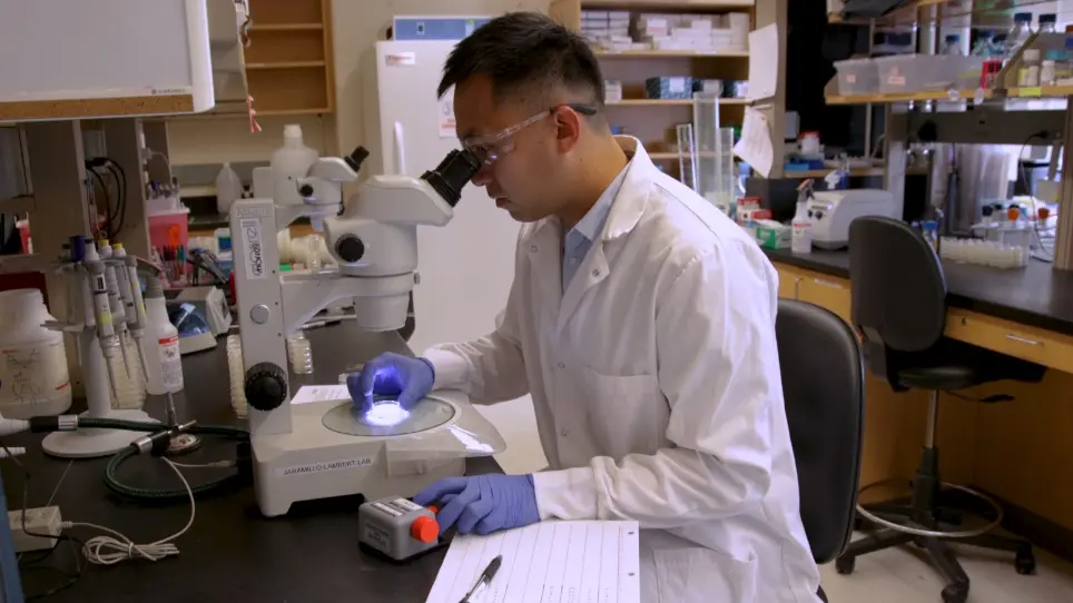 Measuring Embryonic Viability and Brood Size in <em>Caenorhabditis elegans</em>