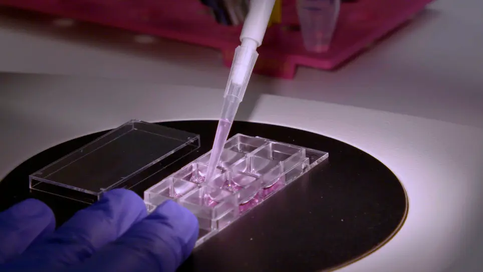 Whole Neonatal Cochlear Explants as an <em>In vitro</em> Model