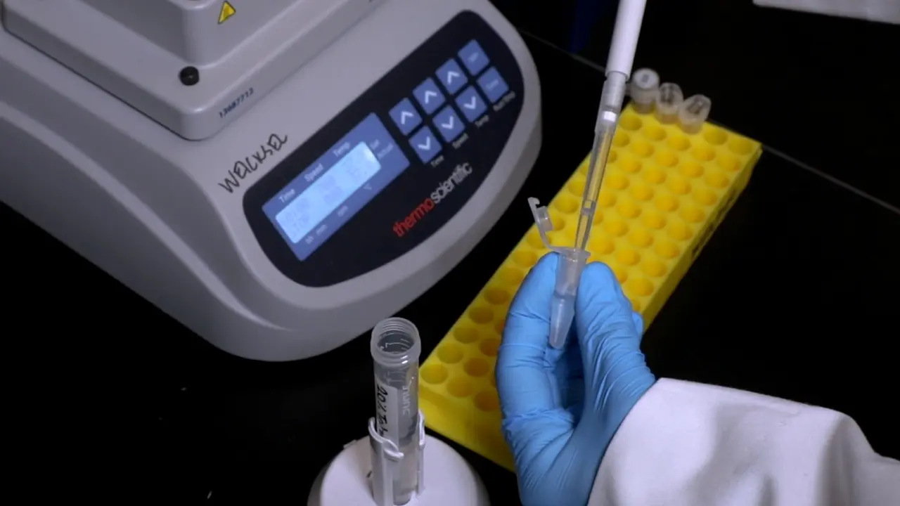 Getting an A with the 3Cs: Chromosome Conformation Capture for Undergraduates