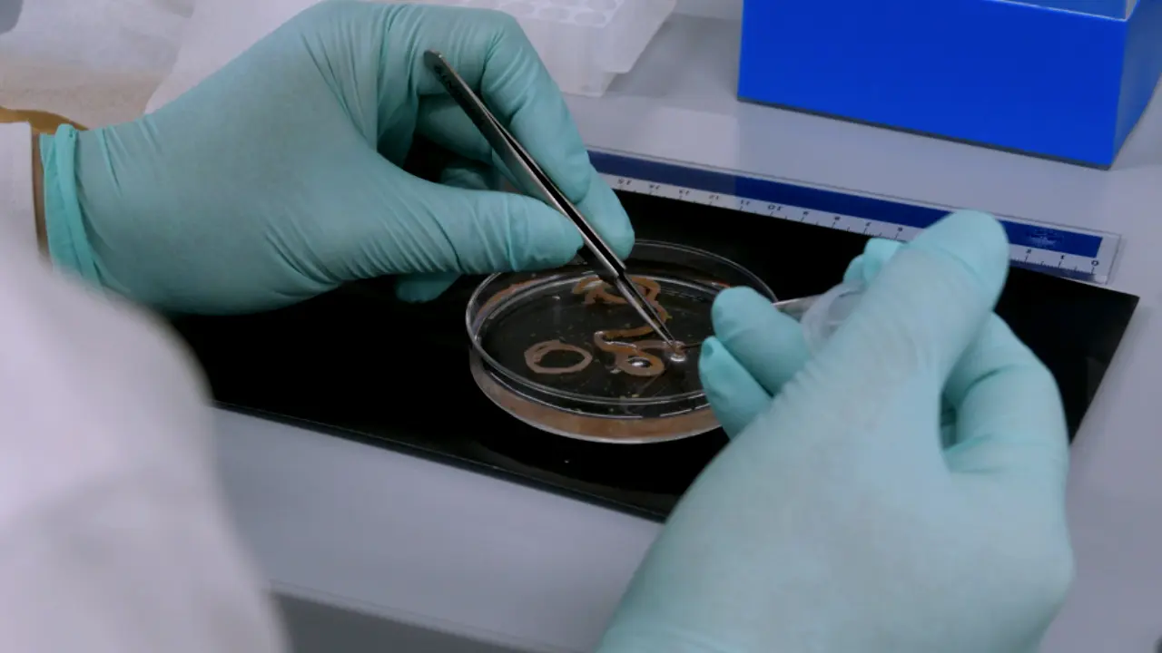 The 3D Culturing of Organoids from Murine Intestinal Crypts and a Single Stem Cell for Organoid Research