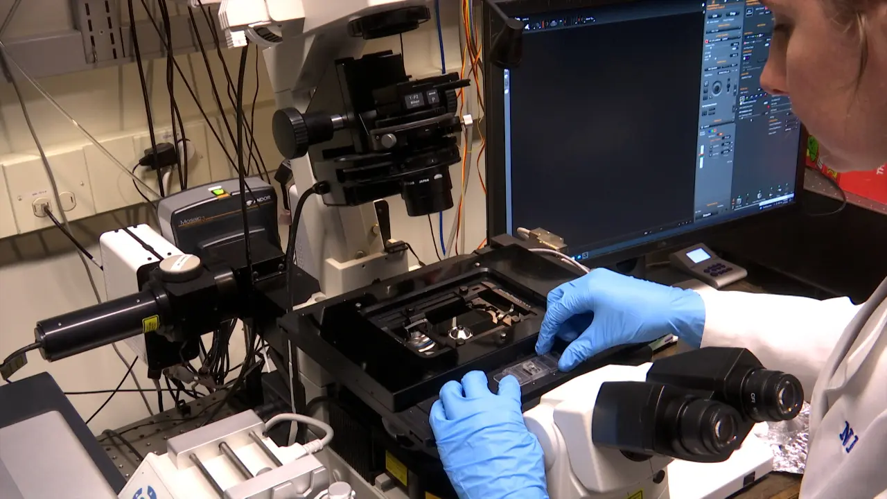 Use of the MicroSiM (&#181;SiM) Barrier Tissue Platform for Modeling the Blood-Brain Barrier