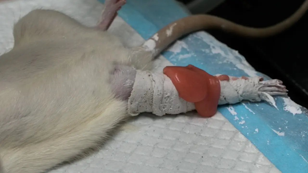 Tuina Manipulation to Reduce Inflammation and Cartilage Loss in Knee Osteoarthritis Rats