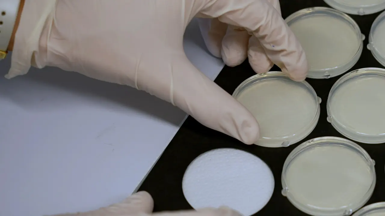 High-Throughput Behavioral Aging and Lifespan Assays Using the Lifespan Machine