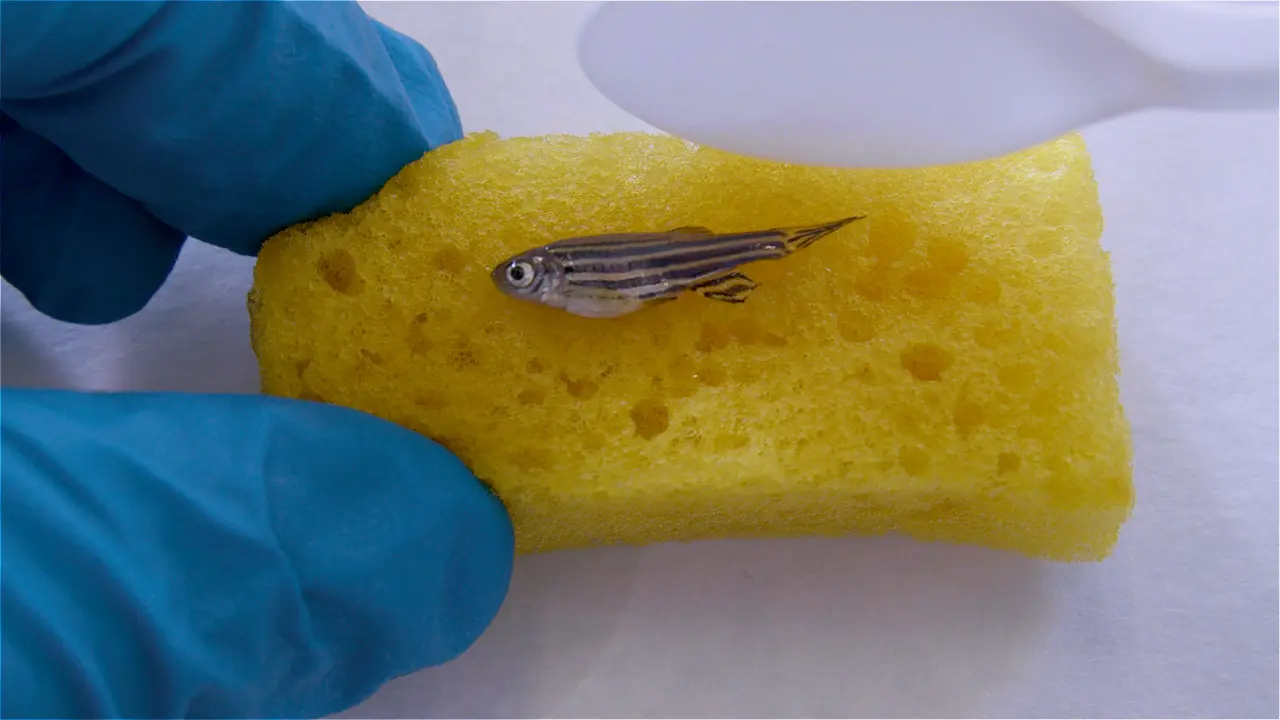 A Cryoinjury Model for Studying Skeletal Muscle Regeneration of the Caudal Peduncle in Adult Zebrafish