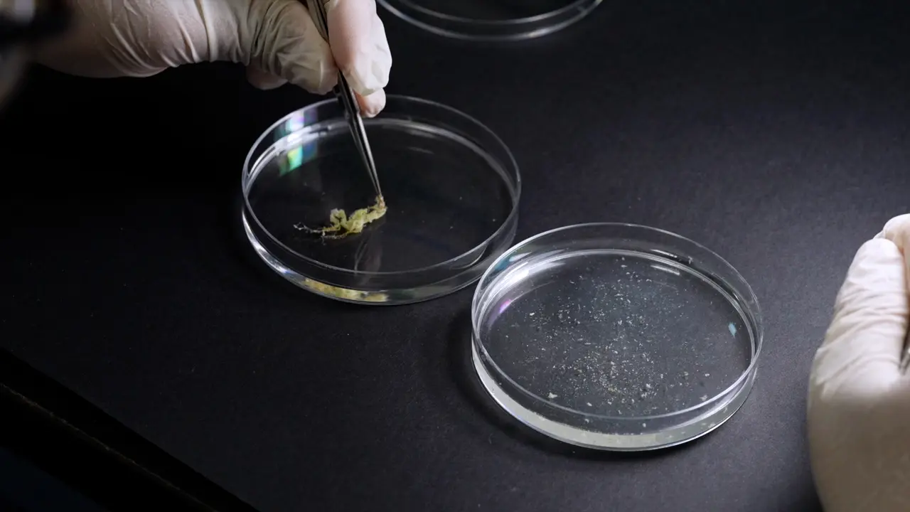 Dissection and Grading of Ovarian Development in Wild-Type Female Insects
