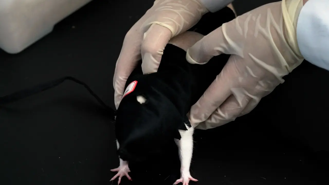 Improved Suspension Fixation Using Rat Jacket in Rat Acupuncture Experiments