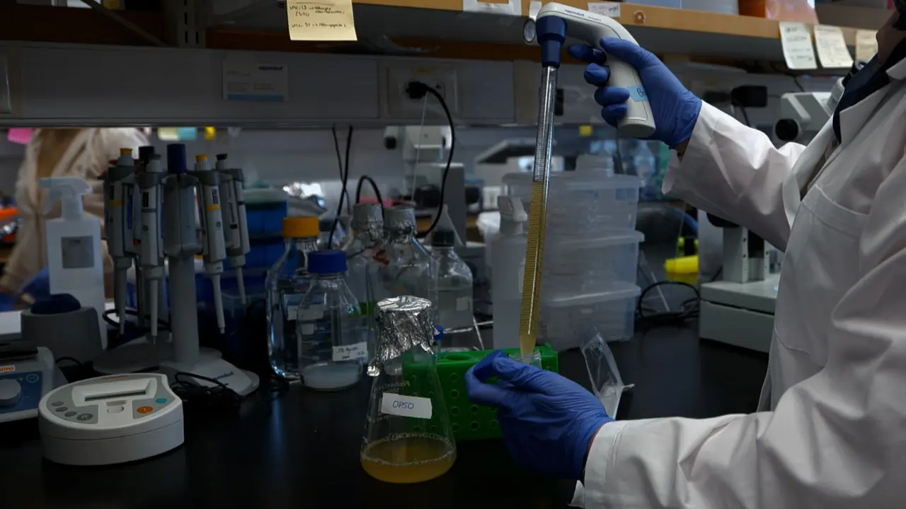 Methodology to Metabolically Inactivate Bacteria for <em>Caenorhabditis elegans</em> Research