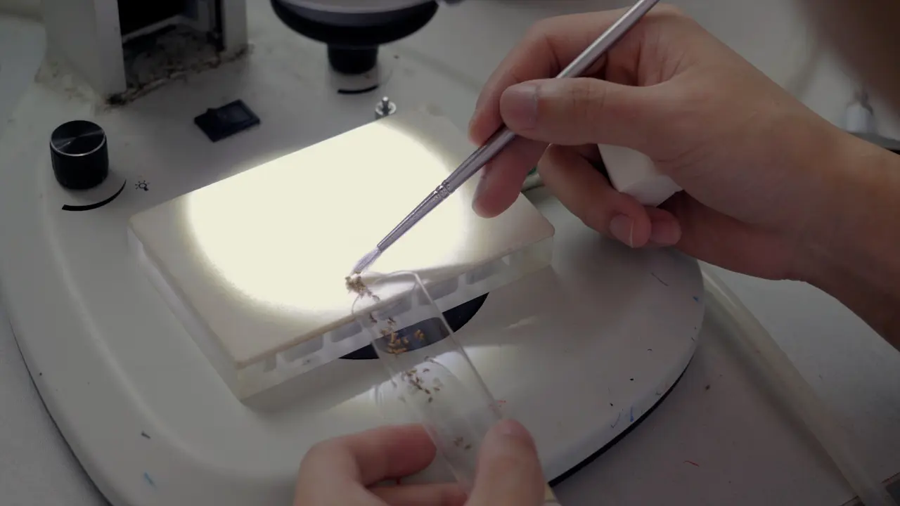 <em>Ex Vivo</em> Calcium Imaging for <em>Drosophila</em> Model of Epilepsy