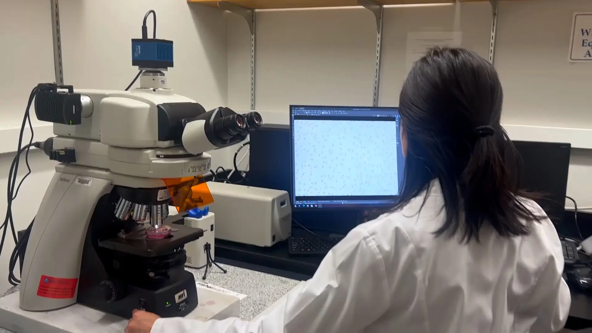 Tissue Processing and Isolation of Primary Fibroblasts from the Human Vagina