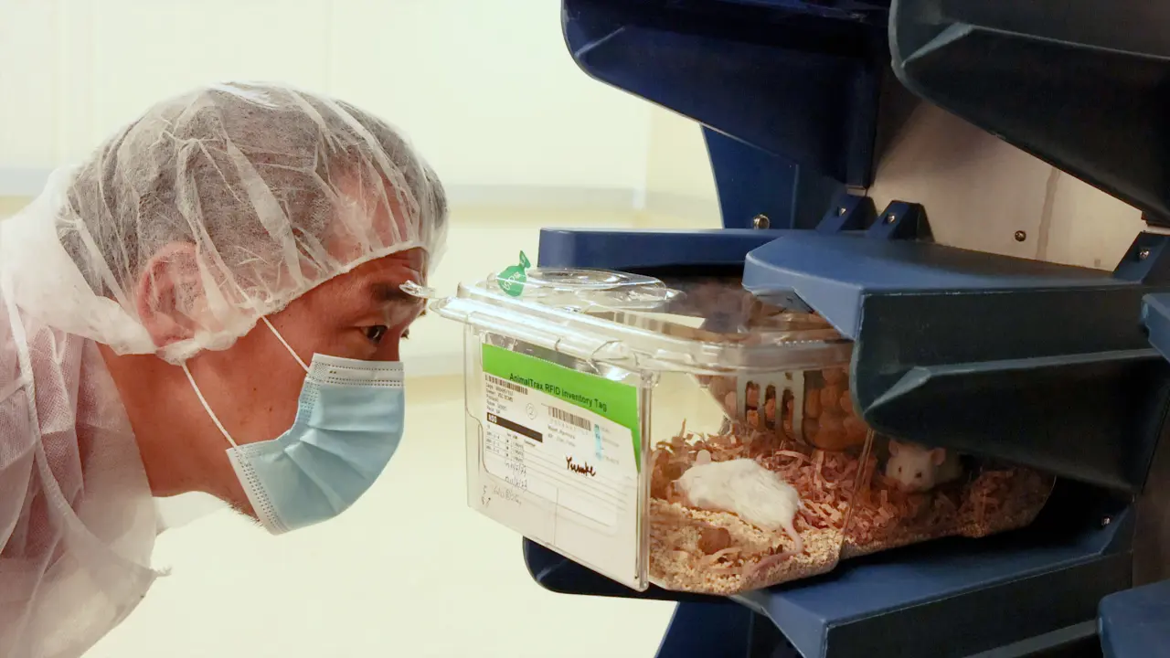 Simplified Intrafemoral Injections Using Live Mice Allow for Continuous Bone Marrow Analysis