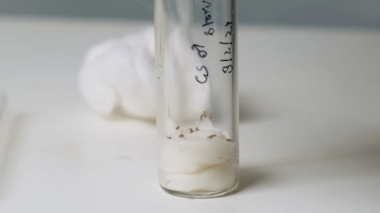 Tracking Sugar-Elicited Local Searching Behavior in <i>Drosophila</i>