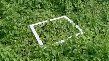 Computer Vision-Based Biomass Estimation for Invasive Plants