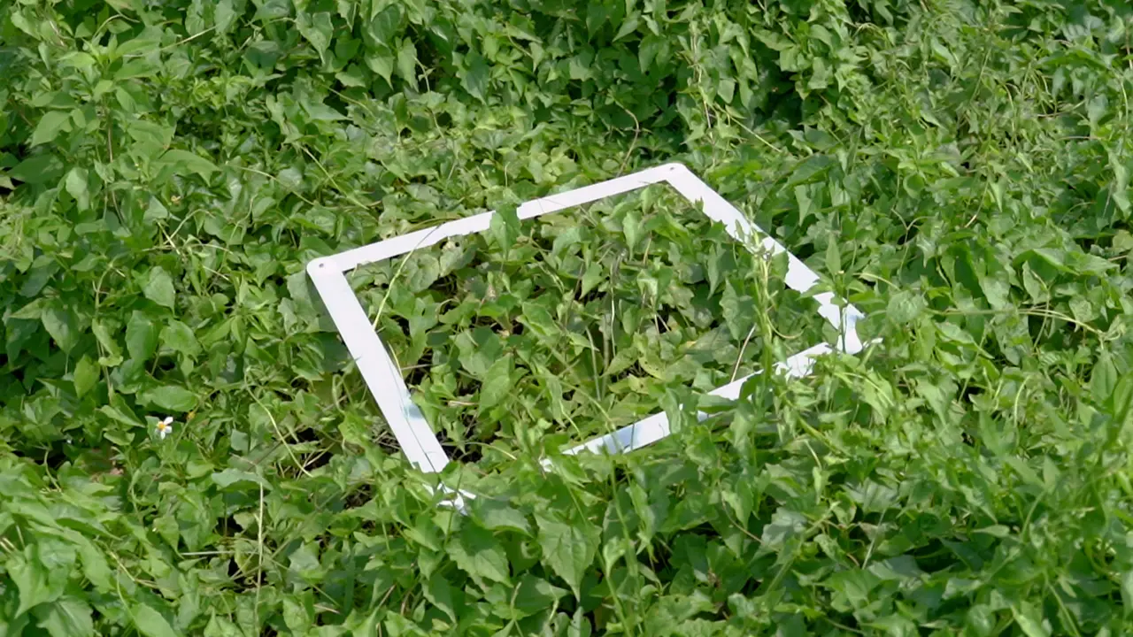 Computer Vision-Based Biomass Estimation for Invasive Plants