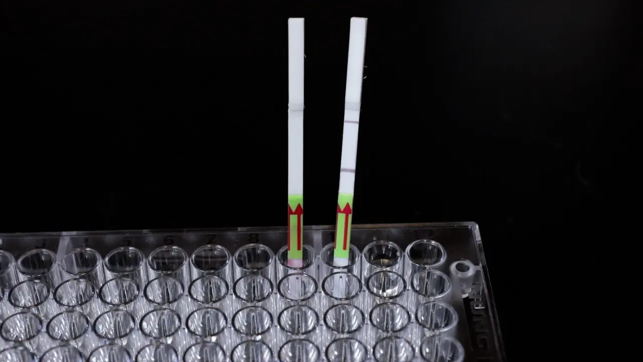 CRISPR-Cas-mediated Multianalyte Synthetic Urine Biomarker Test for Portable Diagnostics