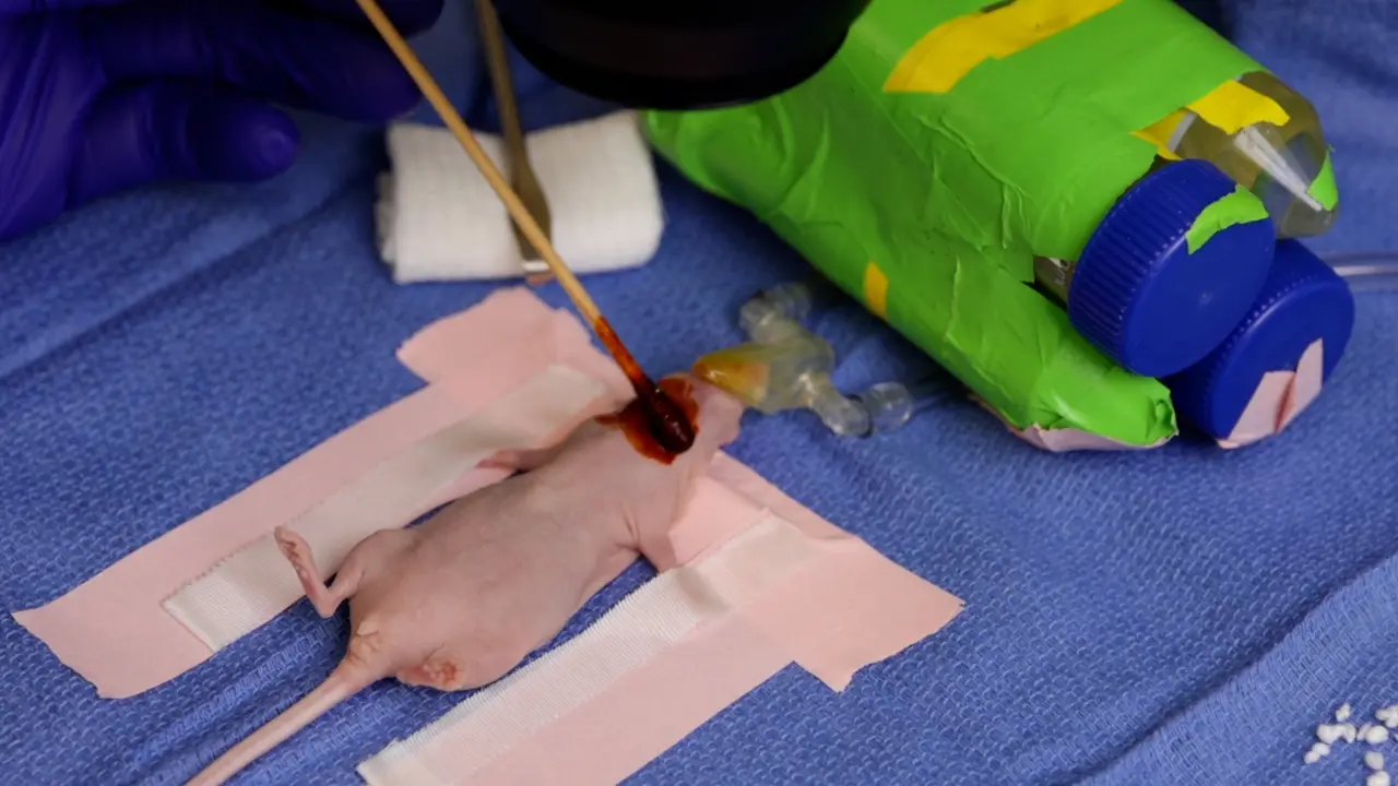 Facilitating Repeat Intracarotid Injections in Mouse Models by a Novel Injection Site Repair Technique