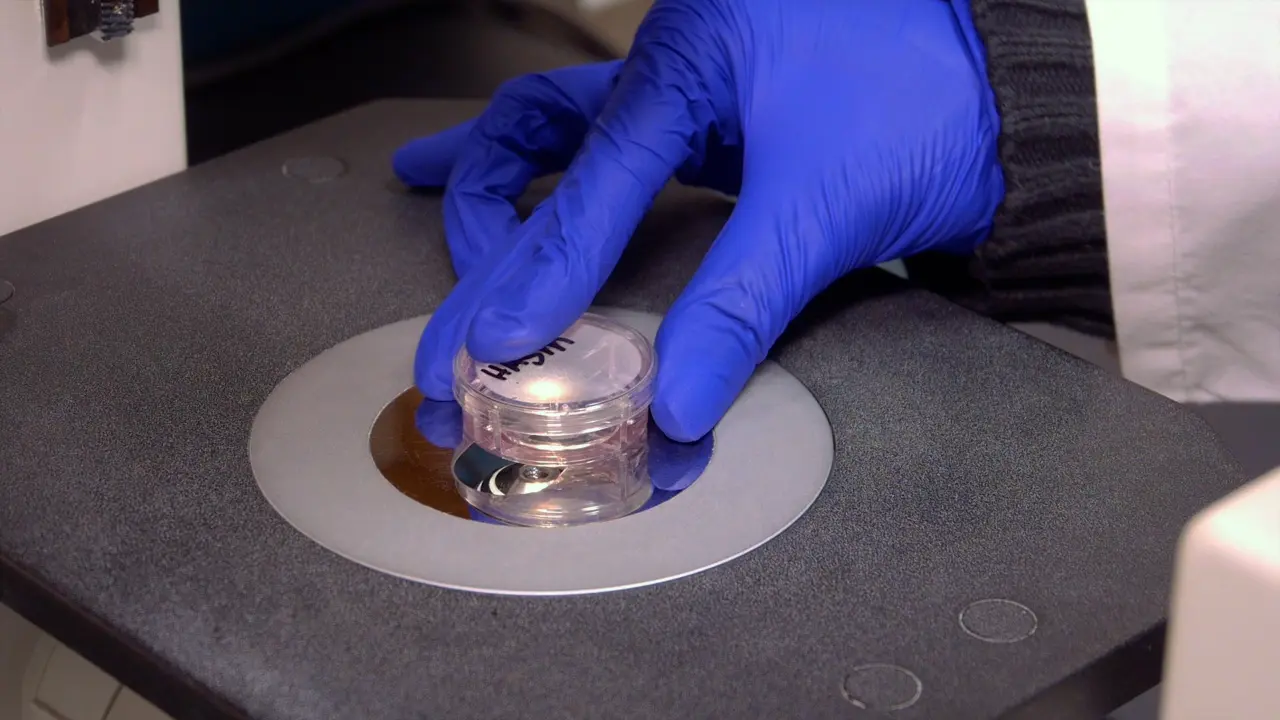 Real-Time cAMP Dynamics in Live Cells Using the Fluorescent cAMP Difference Detector In Situ