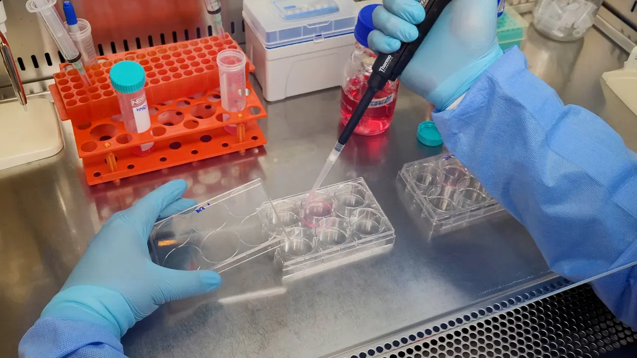 Trophoblast Cell Recovery from Angiogenesis-Tube Formation Assay for Differentiation Marker Expression Analysis