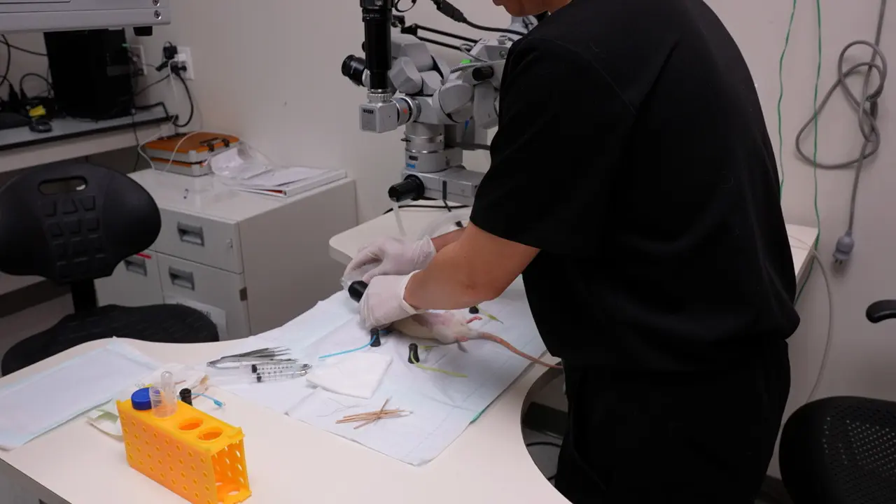 Heterotopic Auxiliary Whole Liver Rat Transplant Model Utilizing a Hepaticoureterostomy for Allograft Rejection Studies