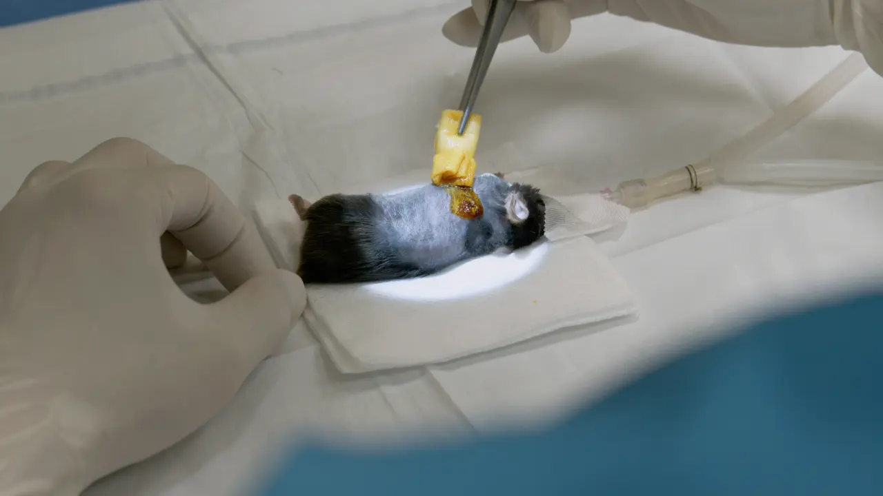 Intravital Two-Photon Microscopy of the Transplanted Mouse Lung