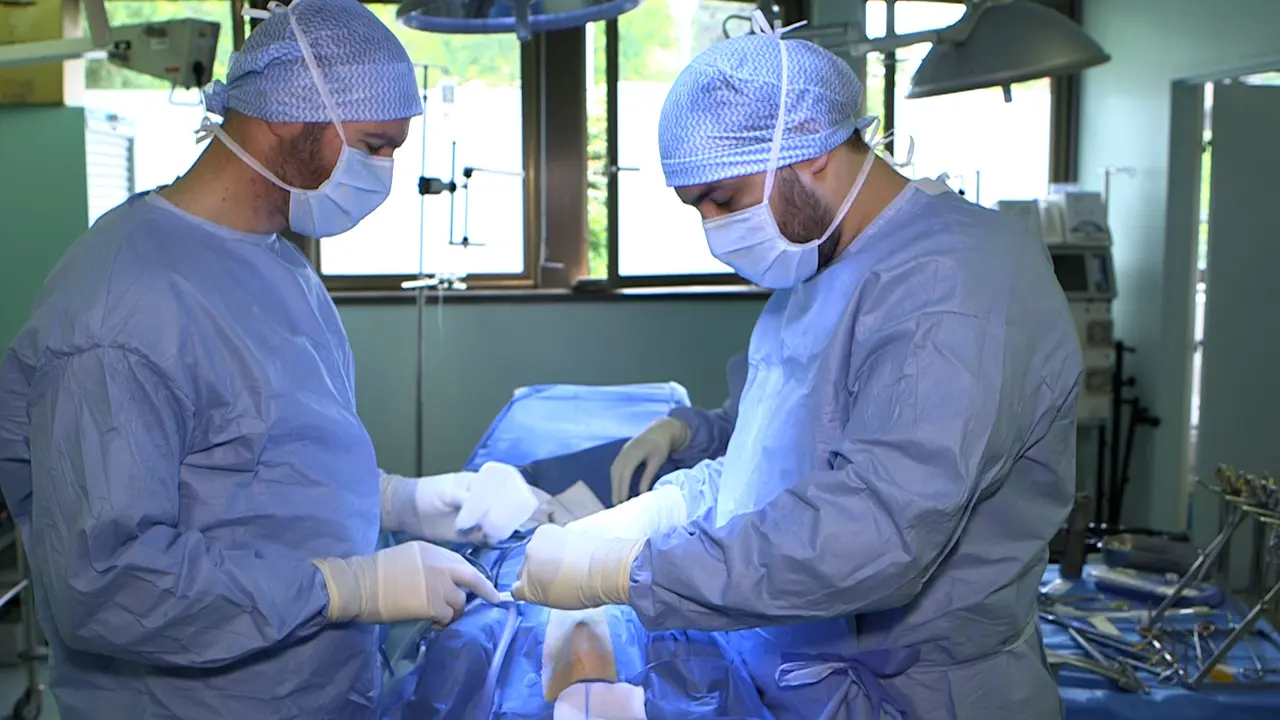 Coronary Angiography During Ex-Situ Heart Perfusion in a Porcine Model