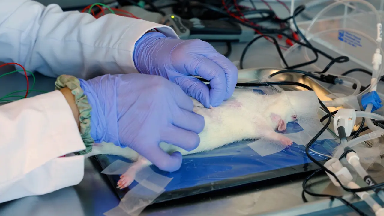 Assessing Rat Diaphragm Motor Unit Connectivity Outcome Measures as Quantitative Biomarkers of Phrenic Motor Neuron Degeneration and Compensation