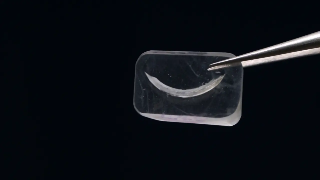 Microhardness Measurements on Tooth and Alveolar Bone in Rodent Oral Disease Models
