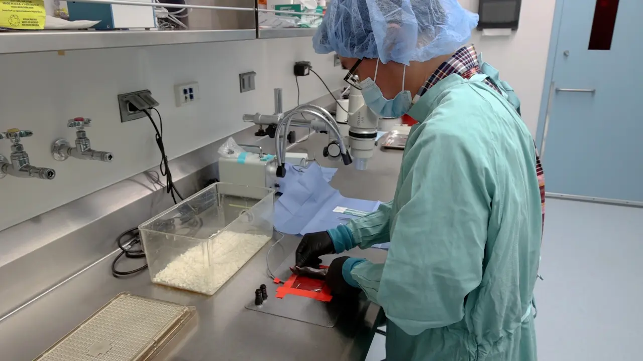 Sequential Blood Collection from Inferior Vena Cava Followed by Portal Vein to Evaluate Gut Microbial Metabolites in Mice