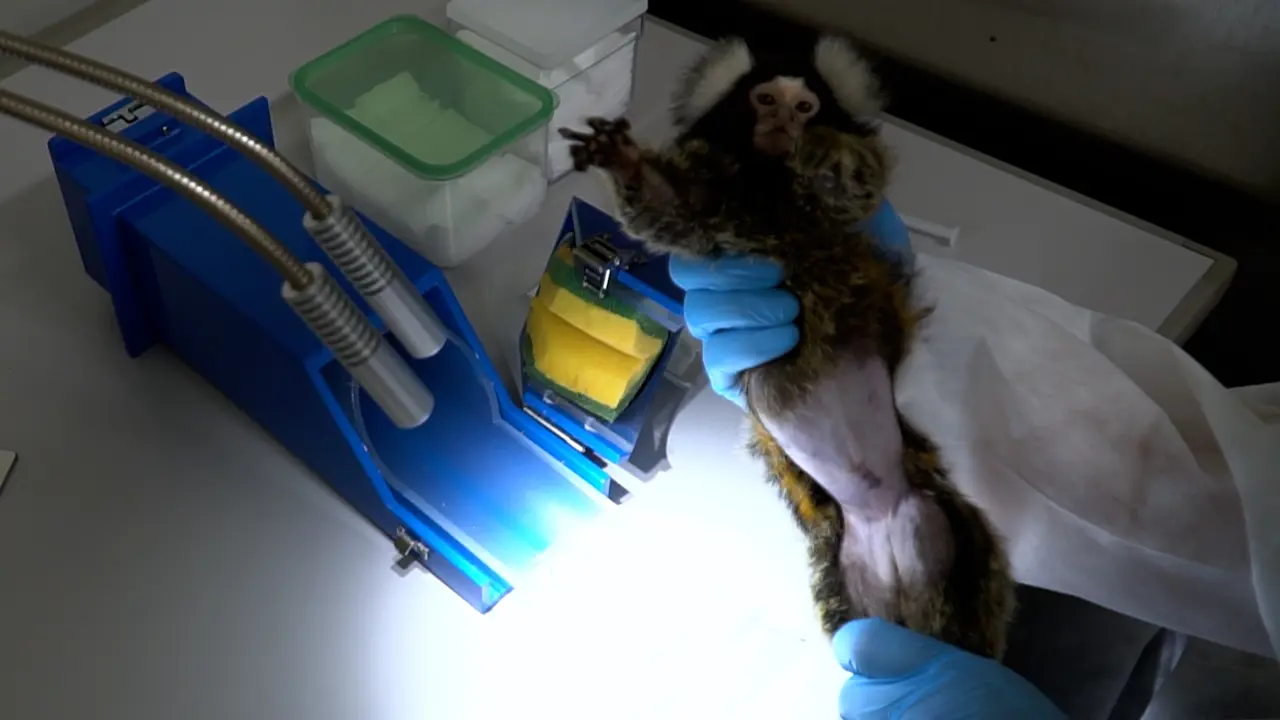 Blood Sampling and Hormone Measurement for Determining the Stage in the Ovarian Cycle in Marmosets