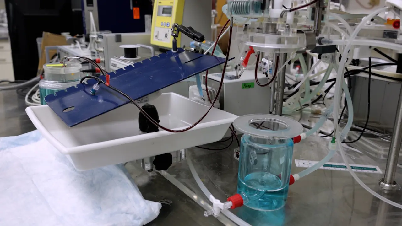 Exploring Alternative Perfusion Solutions Using Next-Generation Polymerized Hemoglobin-Based Oxygen Carriers in a Model of Rat Ex Vivo Lung Perfusion