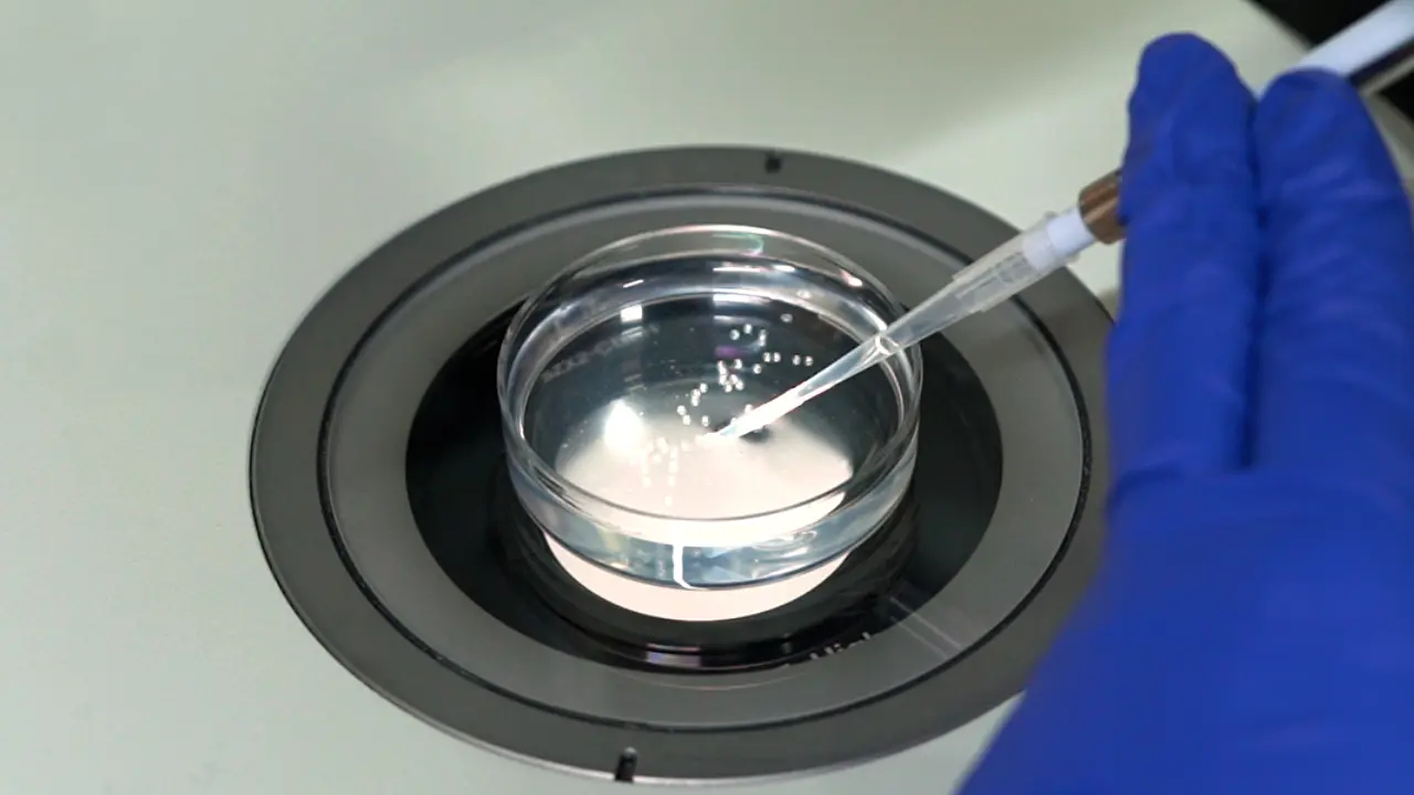 Light Sheet Microscopy Imaging and Mounting Strategies for Early Zebrafish Embryos