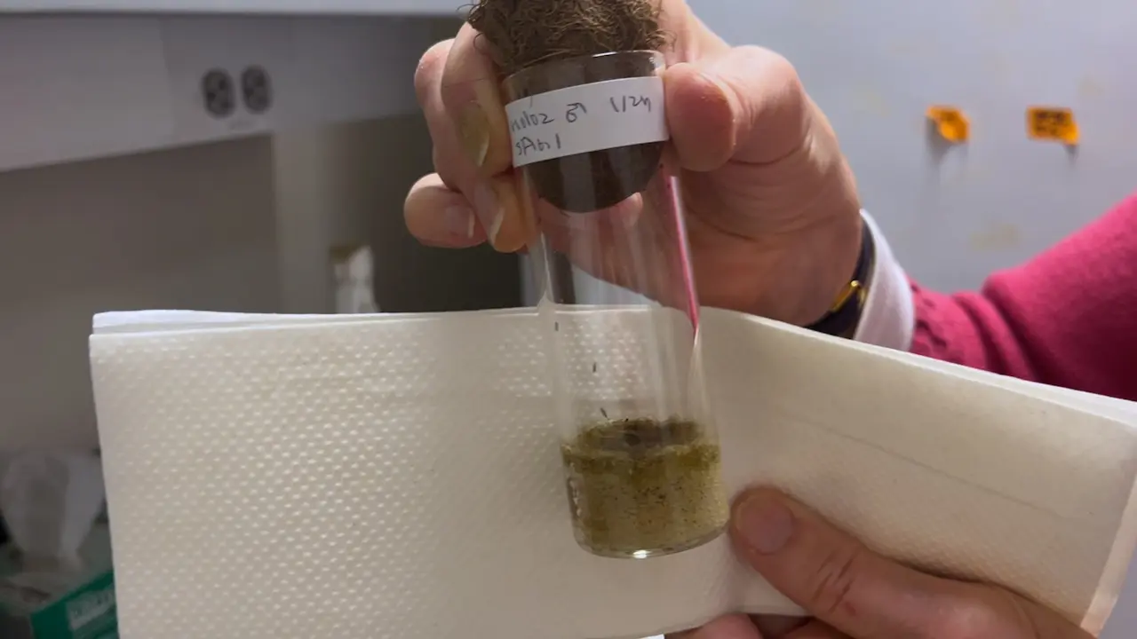 Laboratory Maintenance of the Lower Dipteran Fly <i>Bradysia (Sciara) coprophila</i>: A New/Old Emerging Model Organism