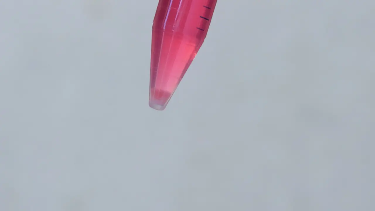 Human Ovarian Surface Epithelium Organoids as a Platform to Study Tissue Regeneration