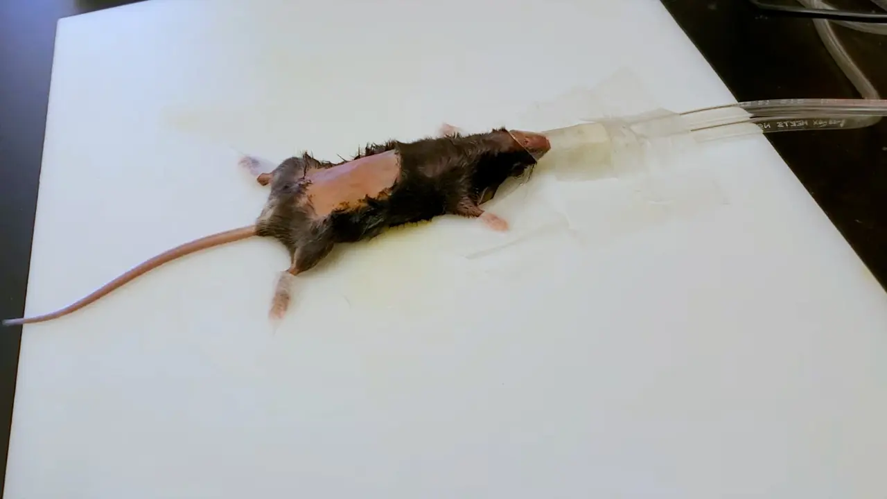 Surgical Lumbar Sympathectomy in Mice