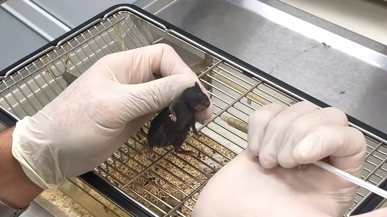The Mouse Stroke Unit Protocol with Standardized Neurological Scoring for Translational Mouse Stroke Studies