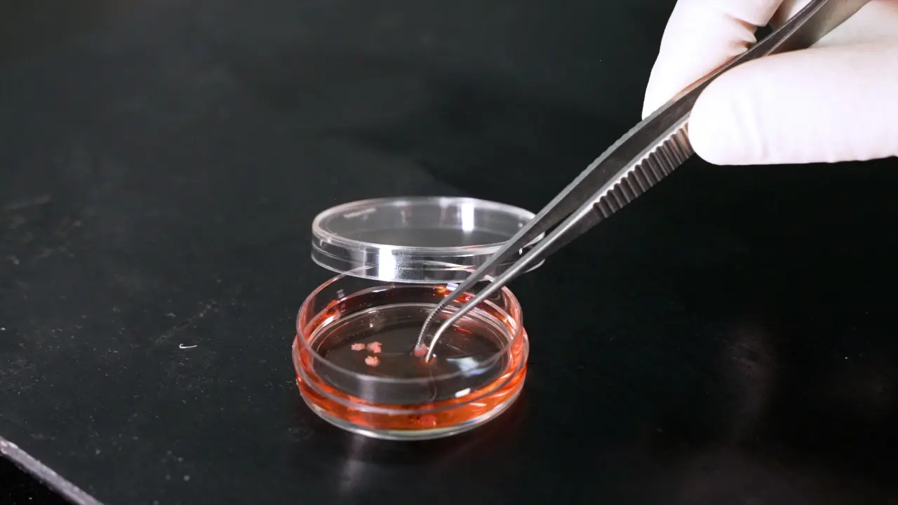 Establishment of an Embryo Implantation Model In Vitro