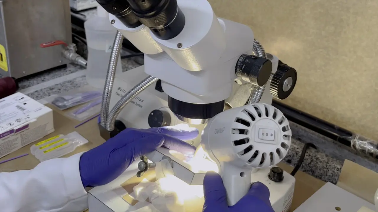 Studying Orthodontic Tooth Movement in Mice