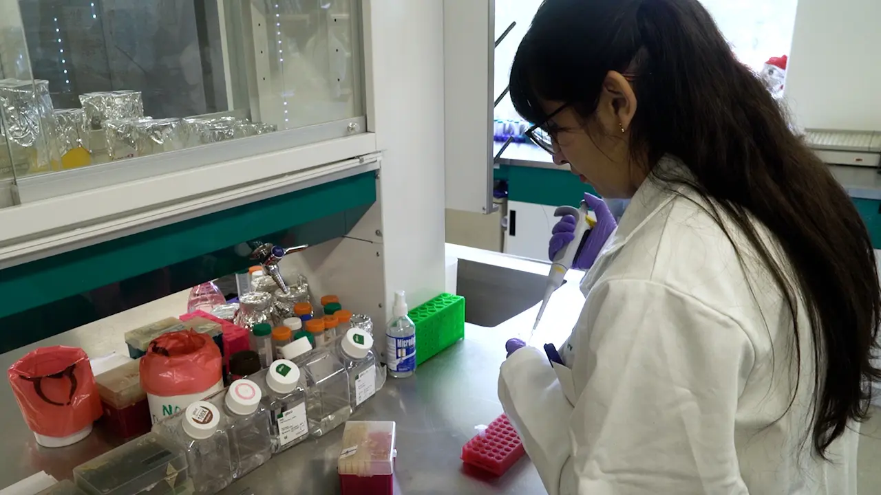 Optimizing Tear Collection in Mice for mRNA and Protein Analysis