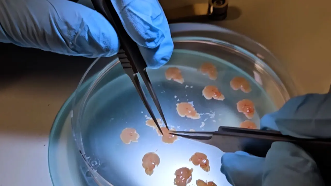 Generating and Co-culturing Murine Primary Microglia and Cortical Neurons