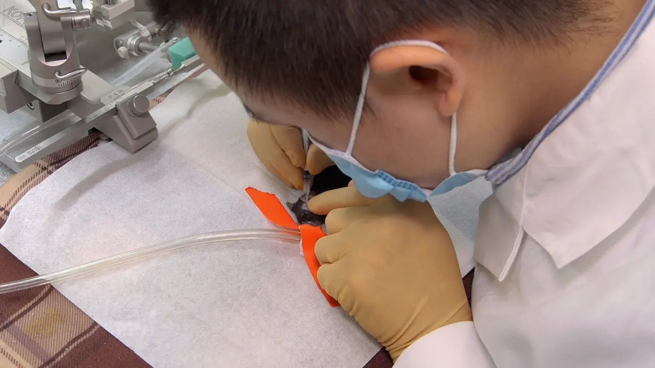 Temporomandibular Joint Pain Measurement by Bite Force and Von Frey Filament Assays in Mice
