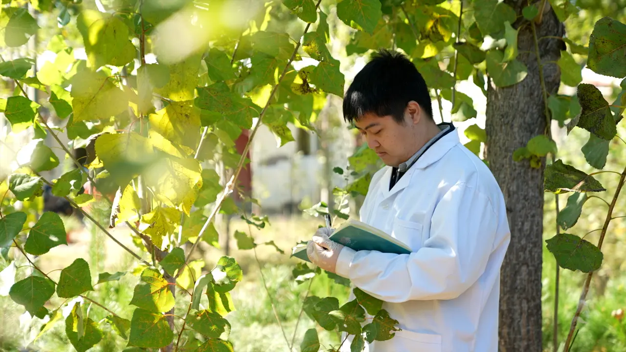 Poplar Adventitious Roots Induced by Stem Canker Pathogens: An Experimental System for Studying Roots Biology and Light Response-Related Processes
