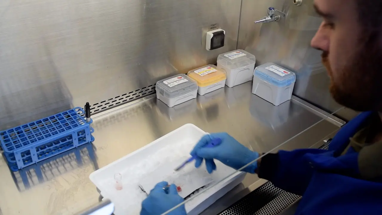 Harnessing the Power of MicroRNA Cargoes in Small Extracellular Vesicles Released from Fresh-Frozen Human Brain Sections