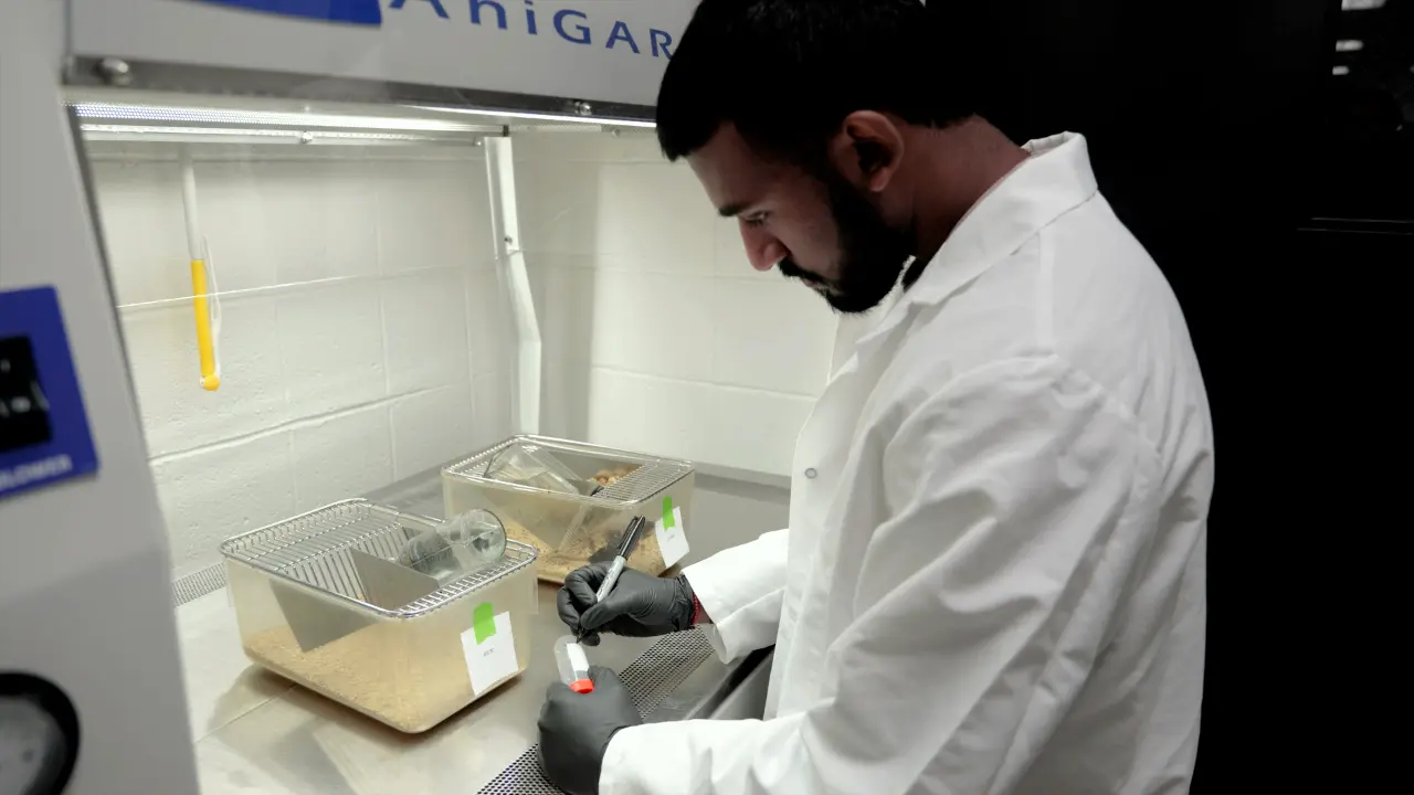 Restraint to Induce Stress in Mice and Rats