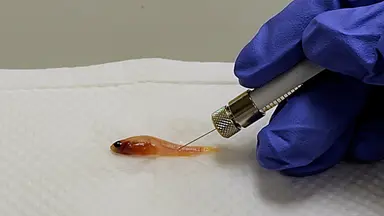 Optimized Intravenous Injection in Adult Zebrafish