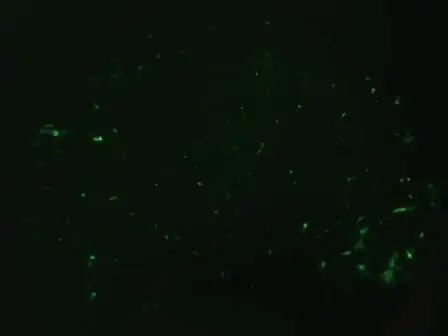 Preparation of Gene Gun Bullets and Biolistic Transfection of Neurons in Slice Culture