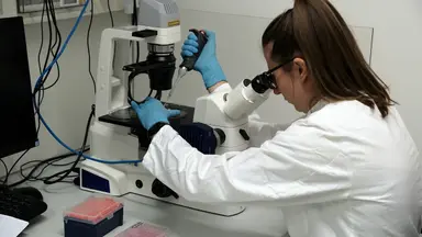 Laboratory-Engineered Glioblastoma Organoid Culture and Drug Screening