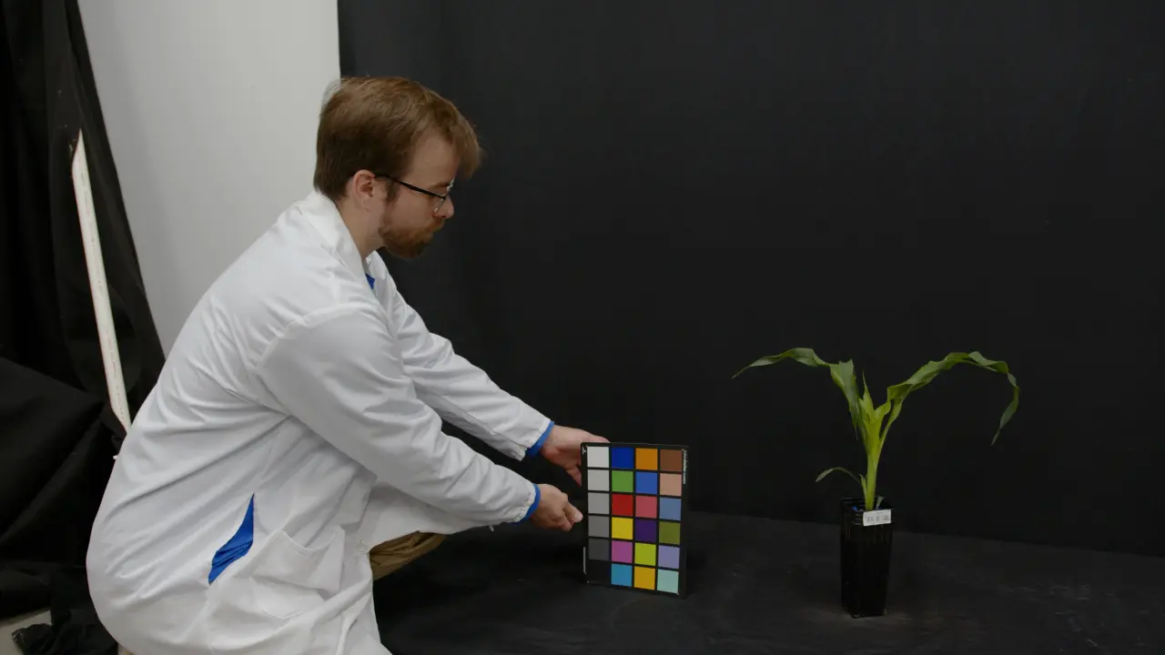 Imaging and Analysis for Quantifying Maize (<em>Zea mays</em>) Abiotic Stress Phenotypes