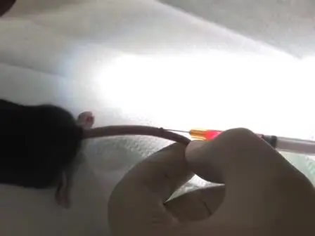 A Method for 2-Photon Imaging of Blood Flow in the Neocortex through a Cranial Window