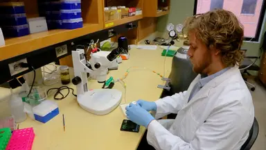 Novel And Efficient Method for <em>Drosophila</em> Heart Fluorescence Staining with Cryosectioning