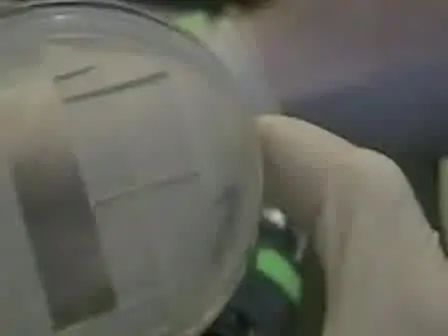 A Rapid Technique for the Visualization of Live Immobilized Yeast Cells