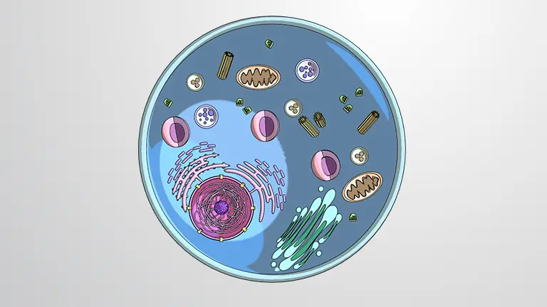 真核生物の区画化